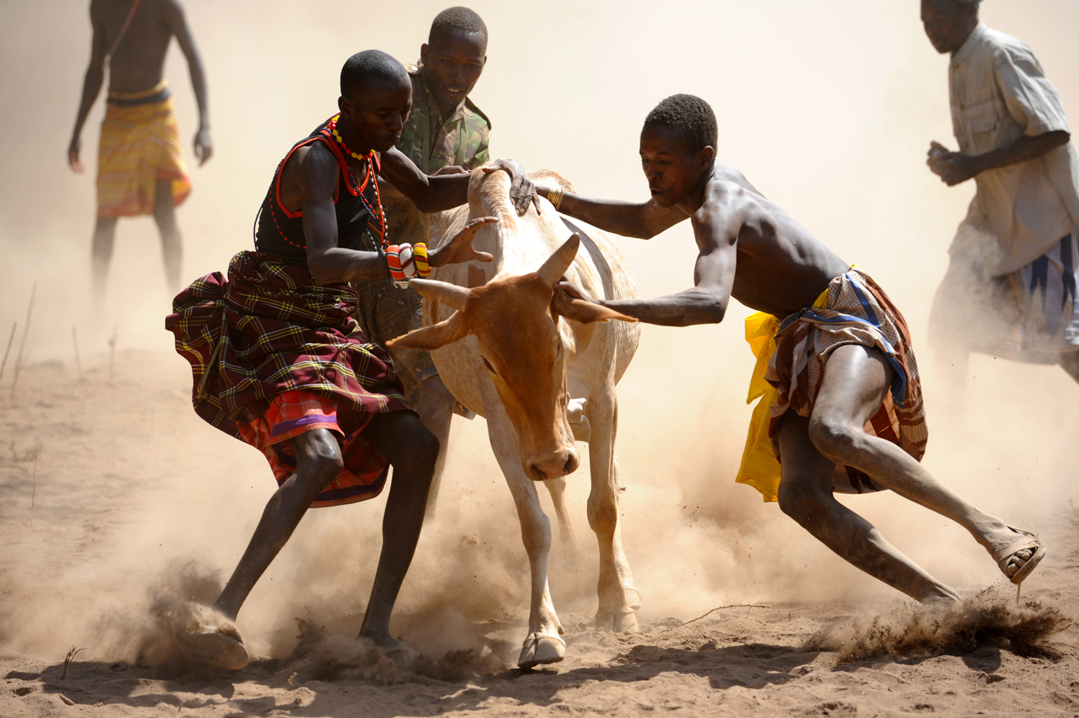 Free download high resolution image - free image free photo free stock image public domain picture -men attempt to subdue a runaway bull