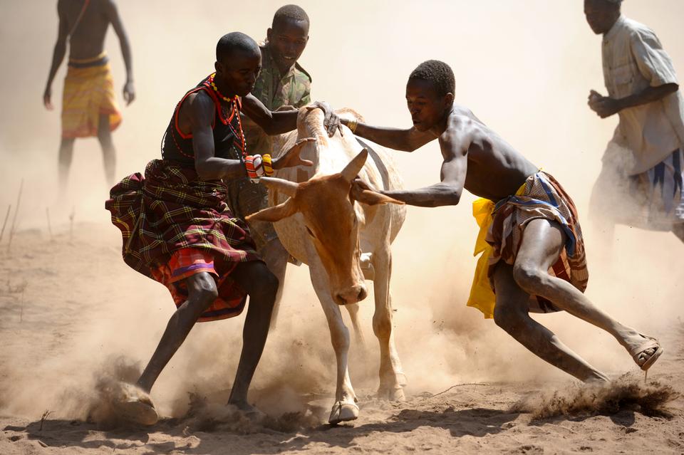 Free download high resolution image - free image free photo free stock image public domain picture  men attempt to subdue a runaway bull