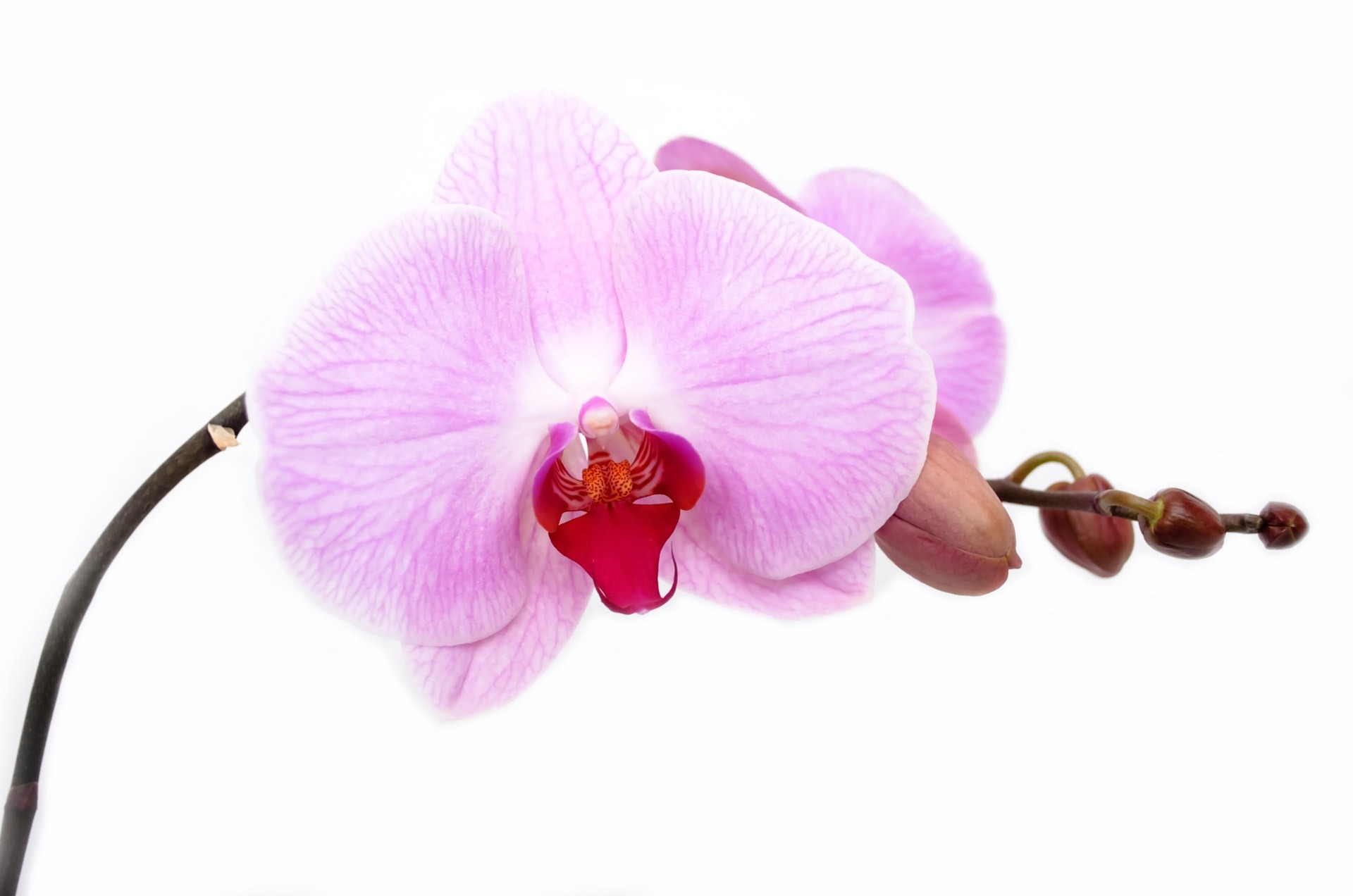 Free download high resolution image - free image free photo free stock image public domain picture -Orchid Flower Isolated Decoration