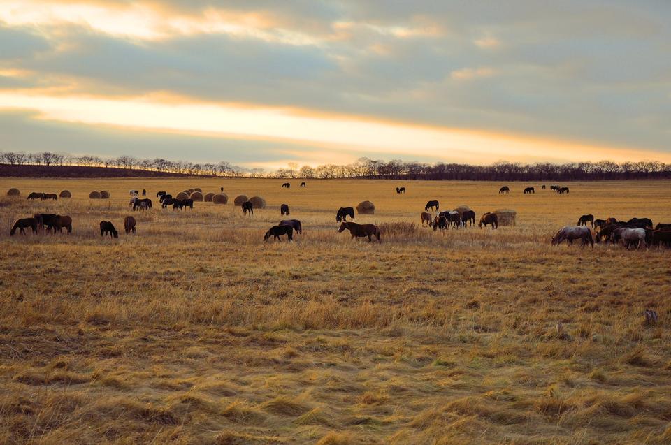 Free download high resolution image - free image free photo free stock image public domain picture  Horse herd in a field