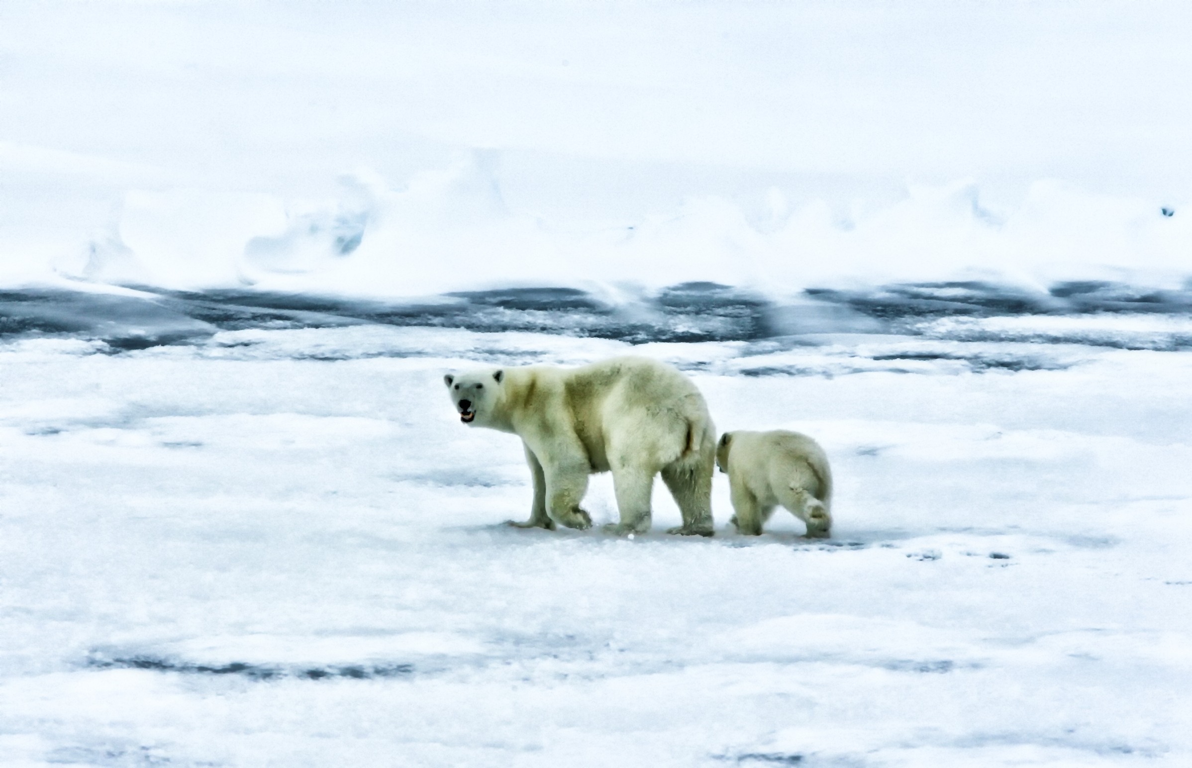 Free download high resolution image - free image free photo free stock image public domain picture -Polar Bears Wildlife Animals