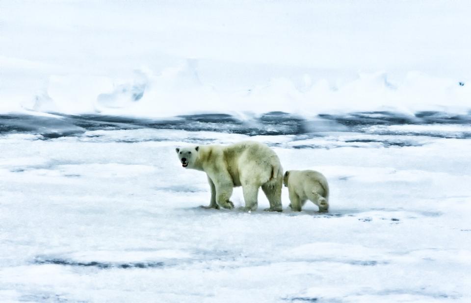 Free download high resolution image - free image free photo free stock image public domain picture  Polar Bears Wildlife Animals