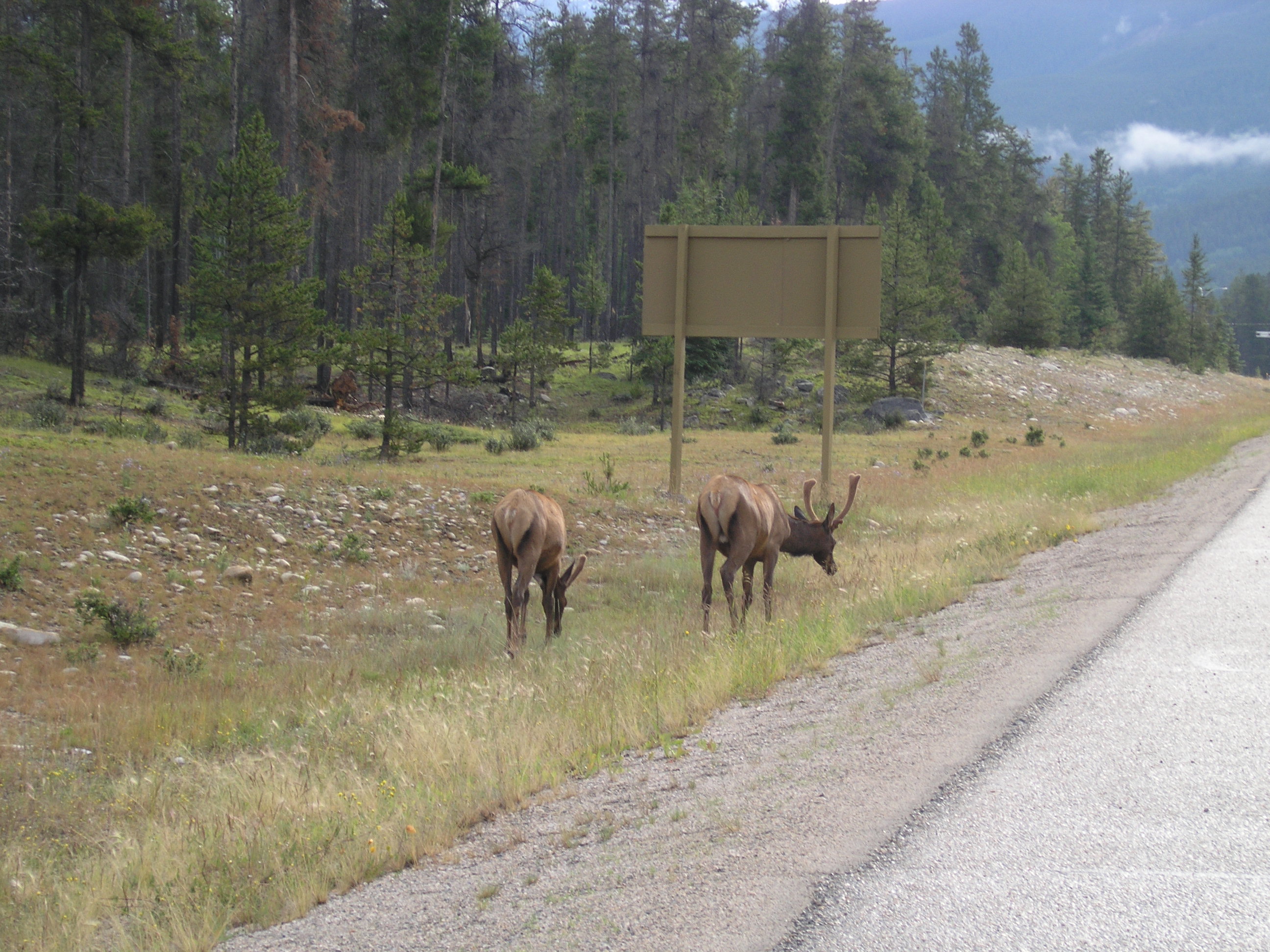 Free download high resolution image - free image free photo free stock image public domain picture -2 mule deer bucks grazing in tall grass with antlers in full summ