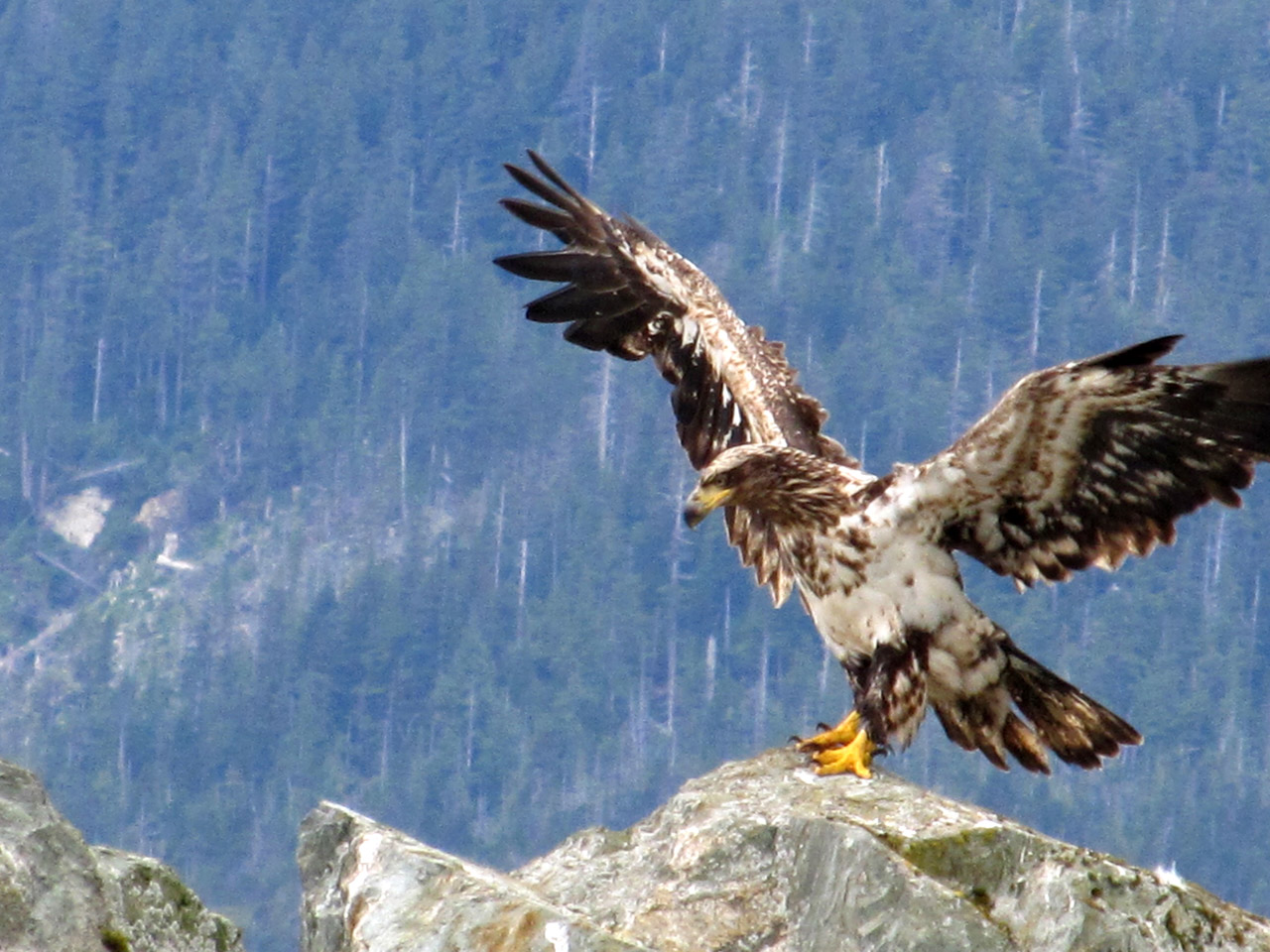 Free download high resolution image - free image free photo free stock image public domain picture -A juvenile bald eagle landing on a rock