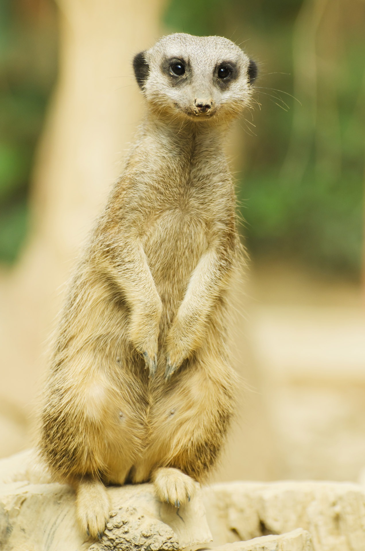 Free download high resolution image - free image free photo free stock image public domain picture -A meerkat sitting upright in the sunlight