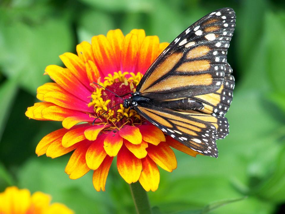 Free download high resolution image - free image free photo free stock image public domain picture  A monarch butterfly on a flower