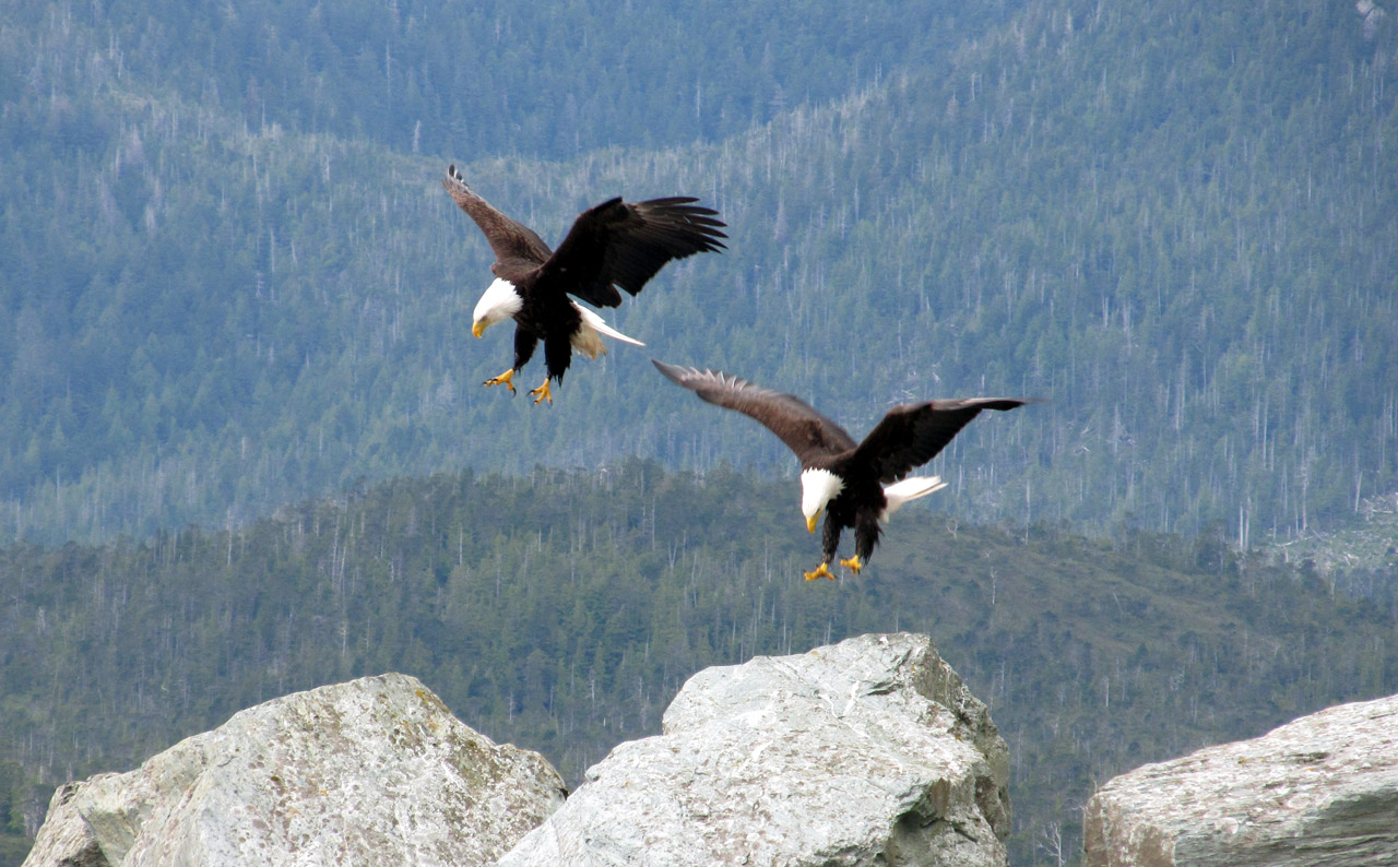 Free download high resolution image - free image free photo free stock image public domain picture -A pair of bald eagles landing on rocks