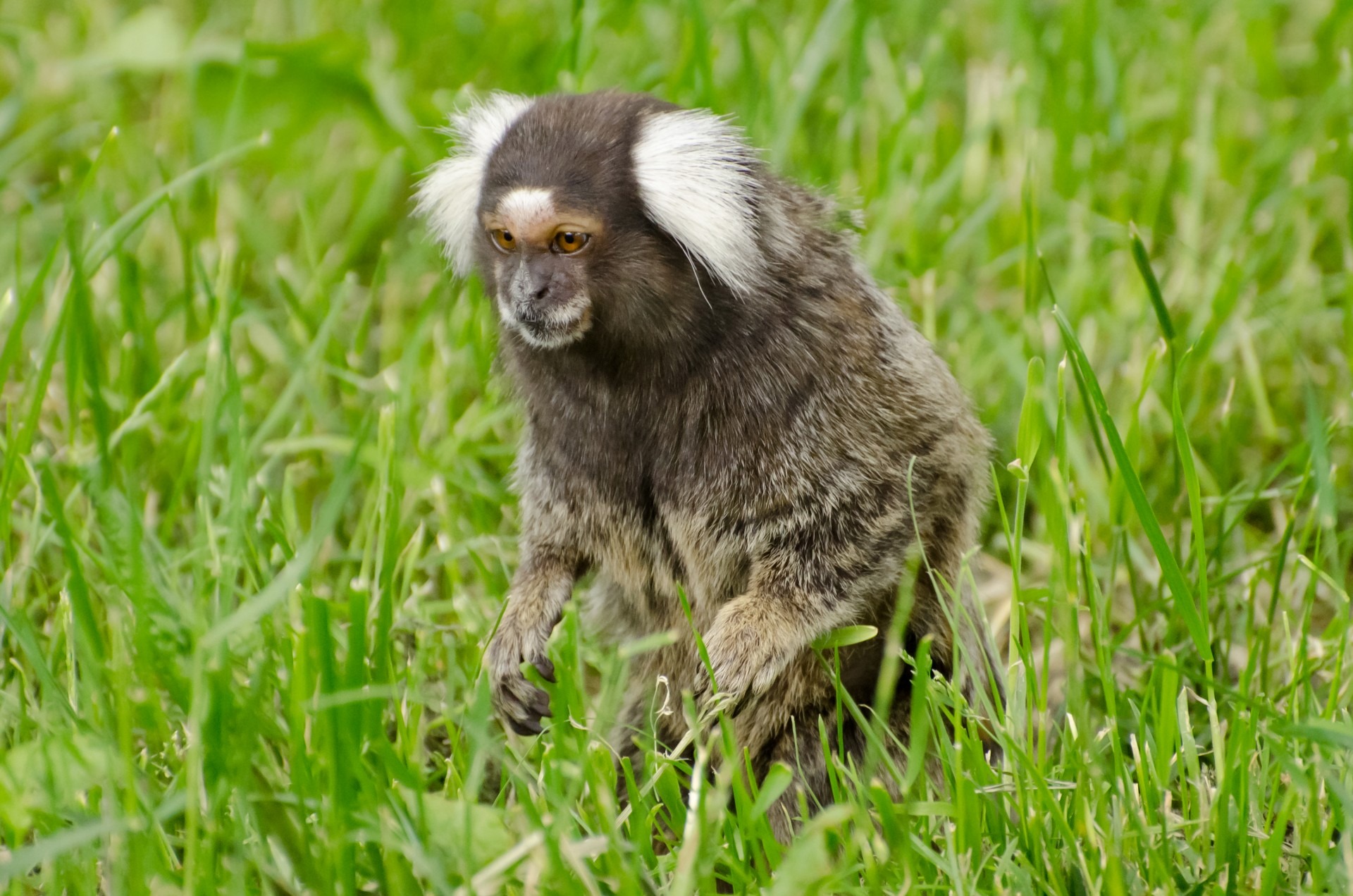 Free download high resolution image - free image free photo free stock image public domain picture -A small monkey sitting on green field