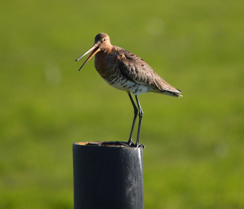 Free download high resolution image - free image free photo free stock image public domain picture  Black-tailed Godwit