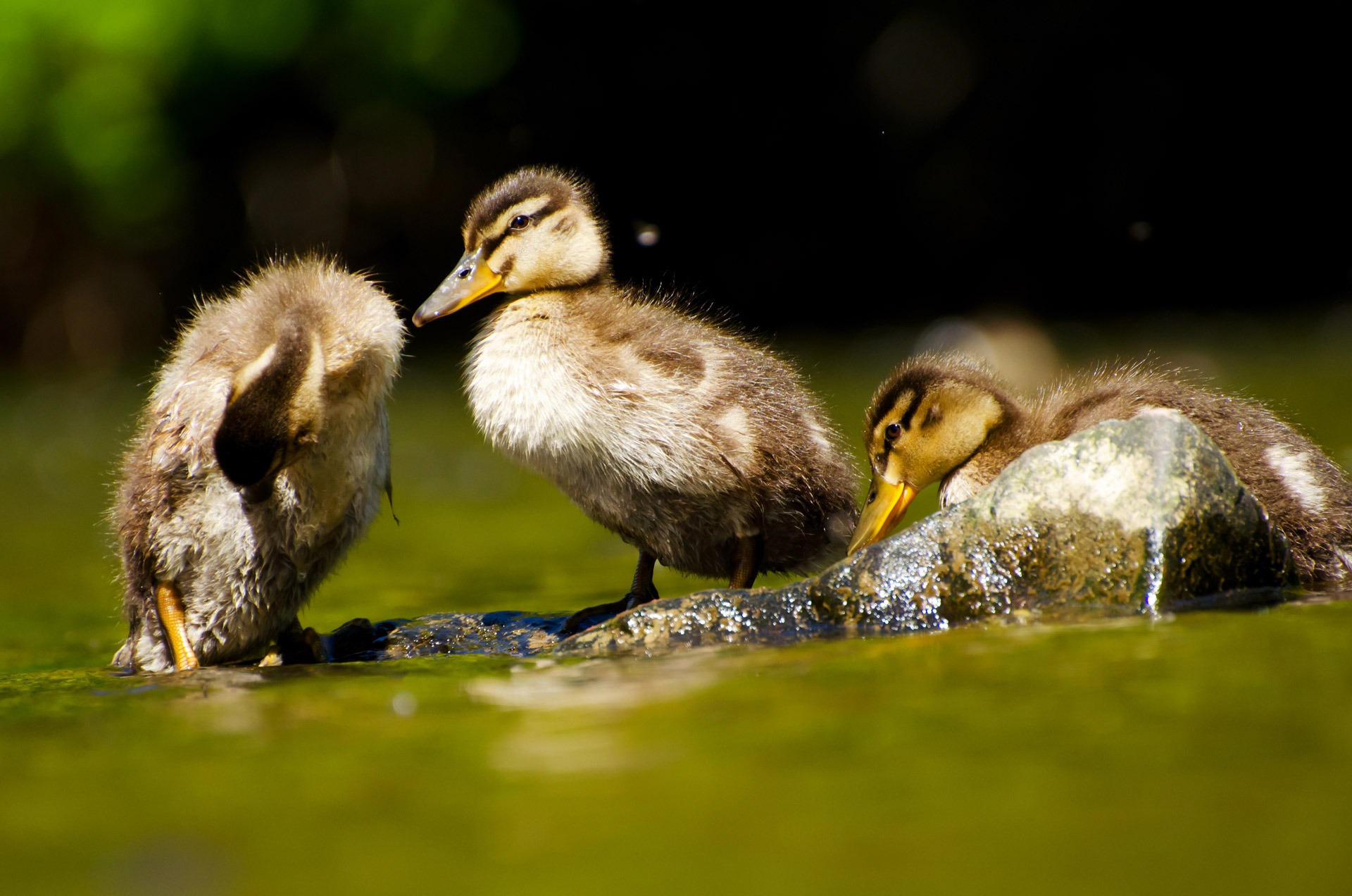 Free download high resolution image - free image free photo free stock image public domain picture -Close-up of a Mallard or Wild Duck