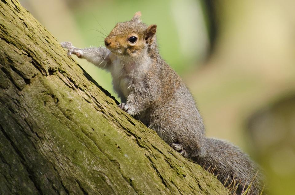 Free download high resolution image - free image free photo free stock image public domain picture  Eastern Gray Squirrel