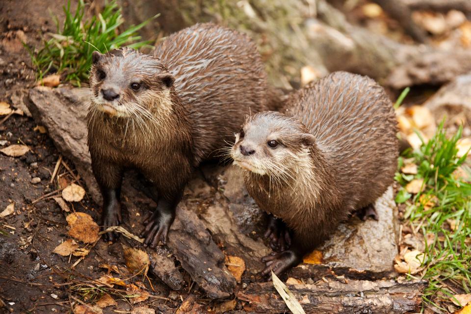 Free download high resolution image - free image free photo free stock image public domain picture  European Otters