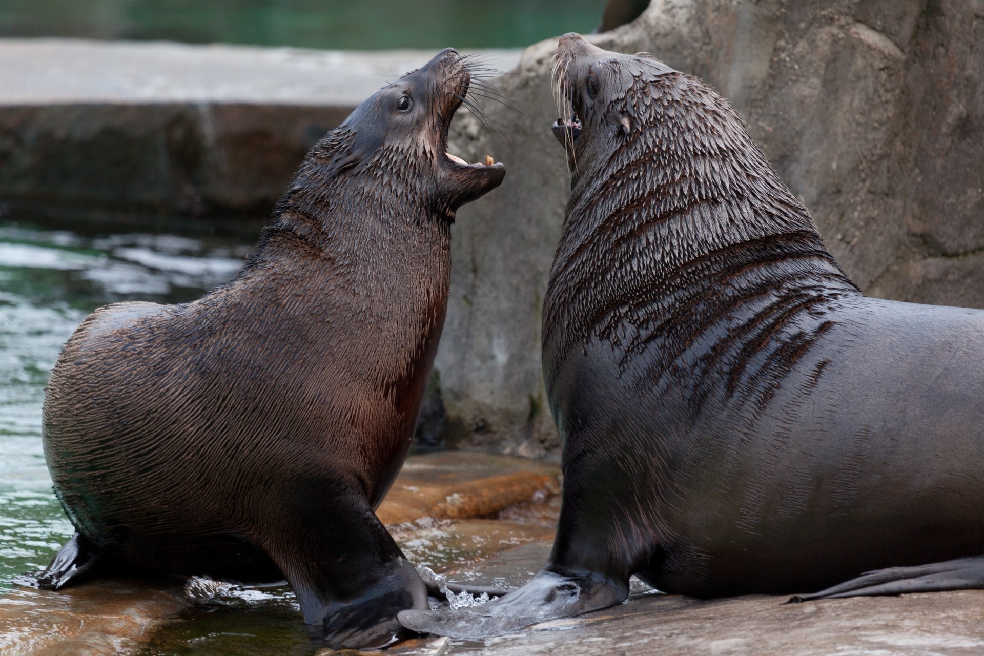 Free download high resolution image - free image free photo free stock image public domain picture -Fight Sea Lion