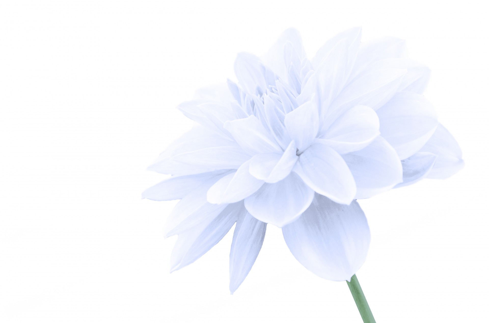 Free download high resolution image - free image free photo free stock image public domain picture -Flower On The White Background