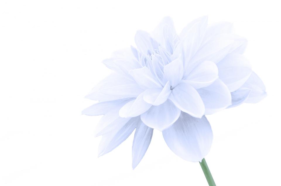 Free download high resolution image - free image free photo free stock image public domain picture  Flower On The White Background