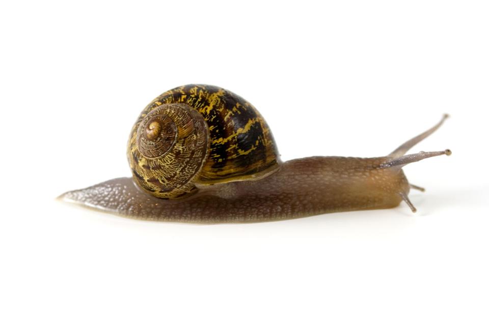 Free download high resolution image - free image free photo free stock image public domain picture  Garden snail isolated on white background