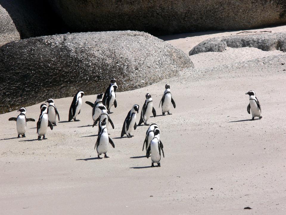 Free download high resolution image - free image free photo free stock image public domain picture  Jackass penguins on Boulders Beach