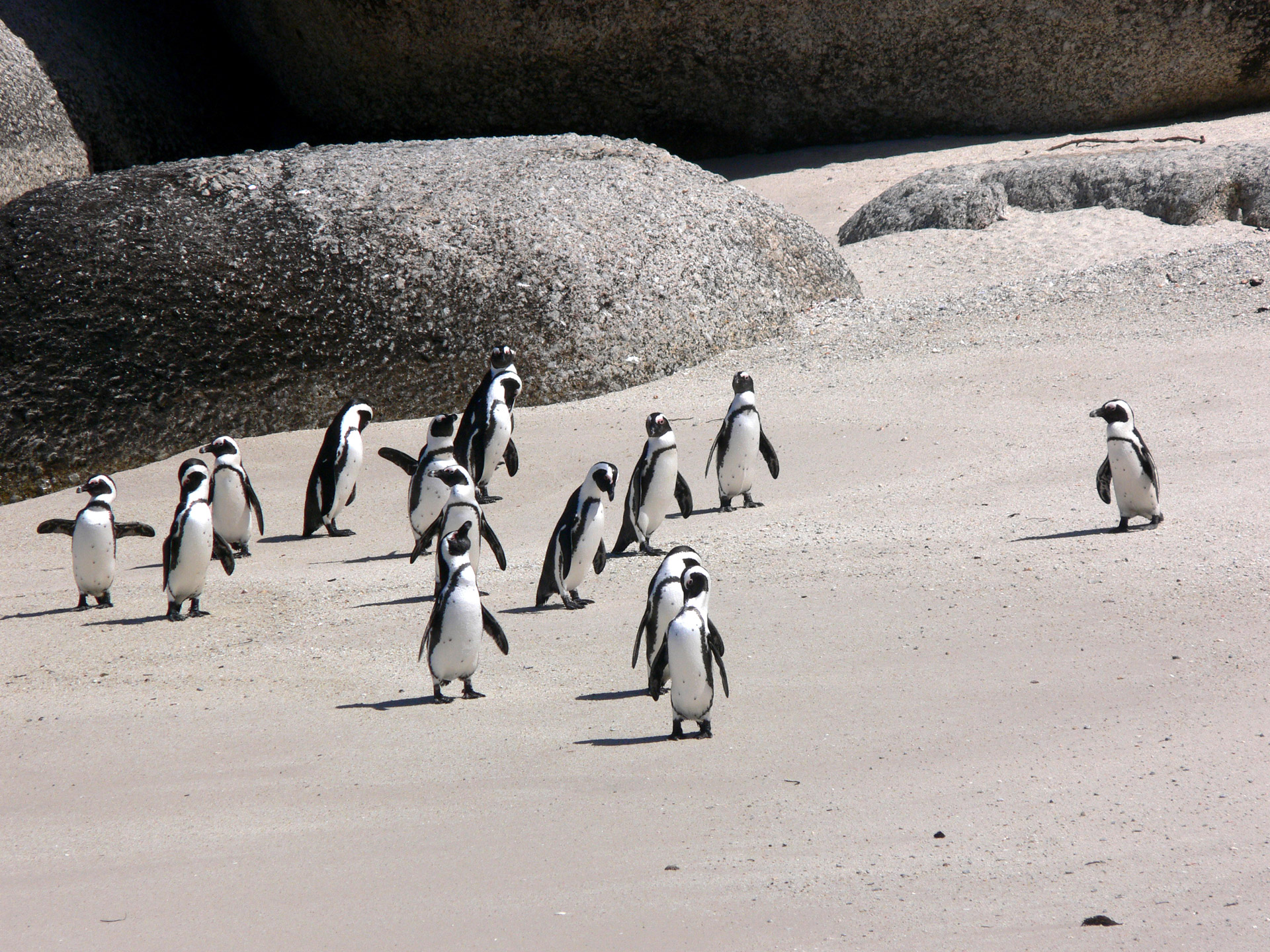 Free download high resolution image - free image free photo free stock image public domain picture -Jackass penguins on Boulders Beach