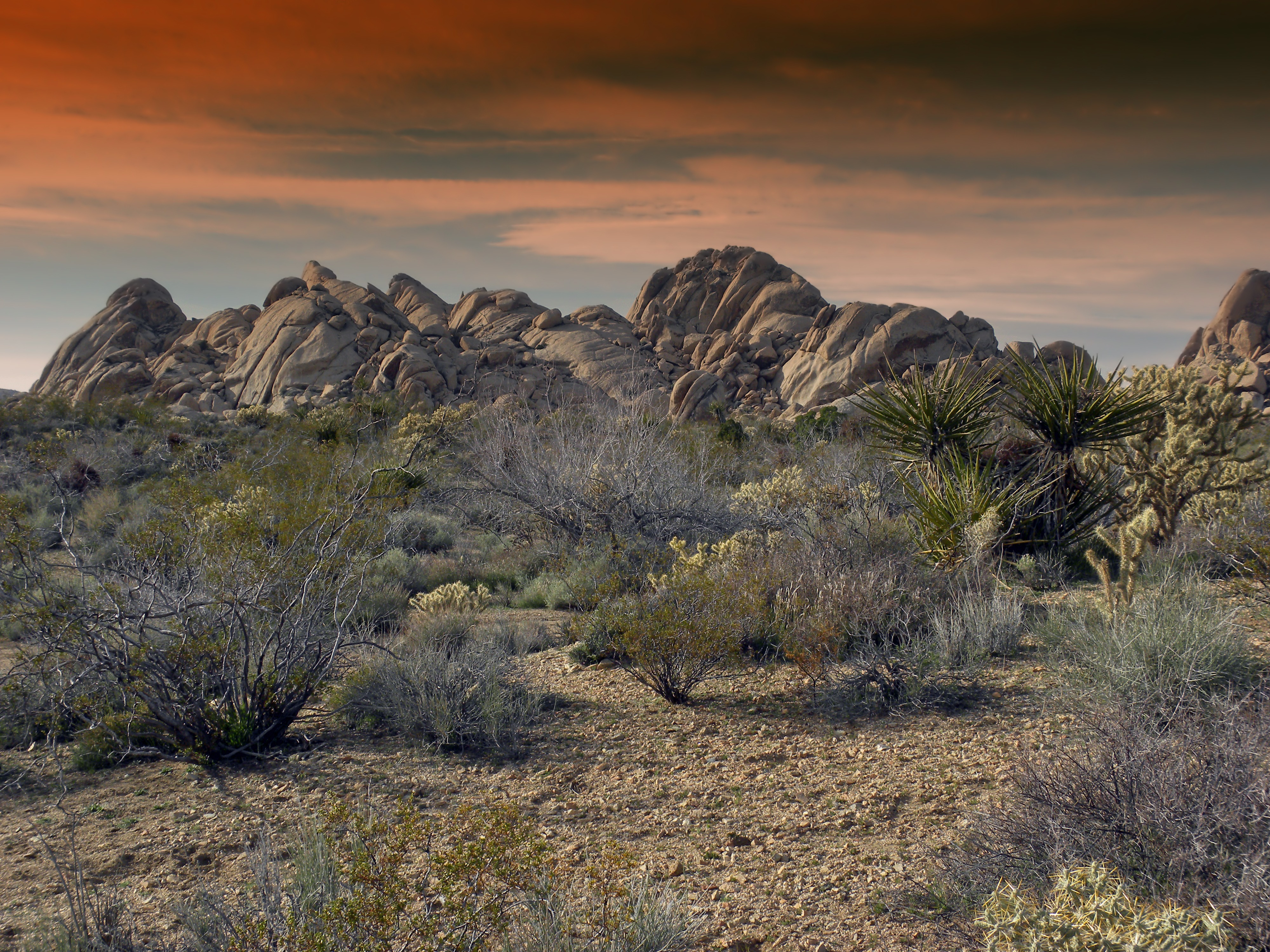 Free download high resolution image - free image free photo free stock image public domain picture -Joshua tree in desert