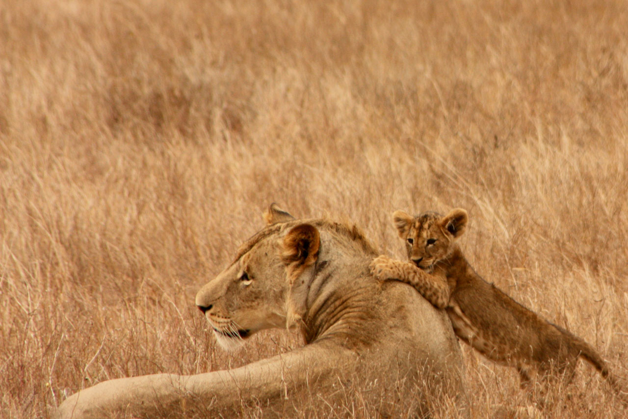 Free download high resolution image - free image free photo free stock image public domain picture -Lion with the baby