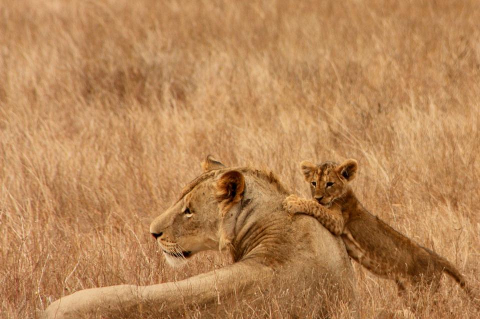 Free download high resolution image - free image free photo free stock image public domain picture  Lion with the baby