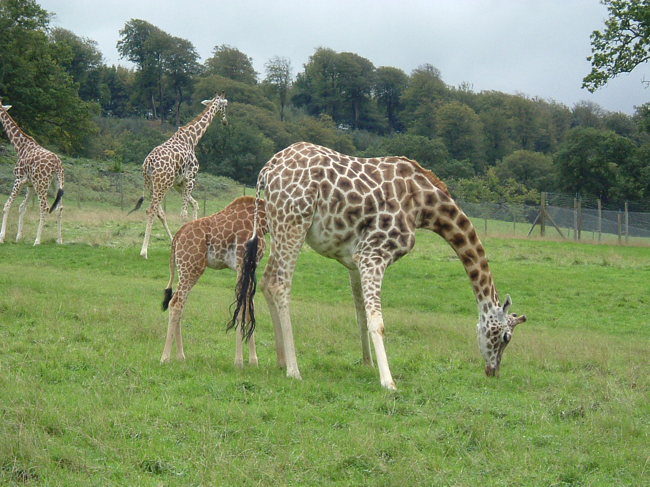 Free download high resolution image - free image free photo free stock image public domain picture -Mother and baby giraffe in the wild