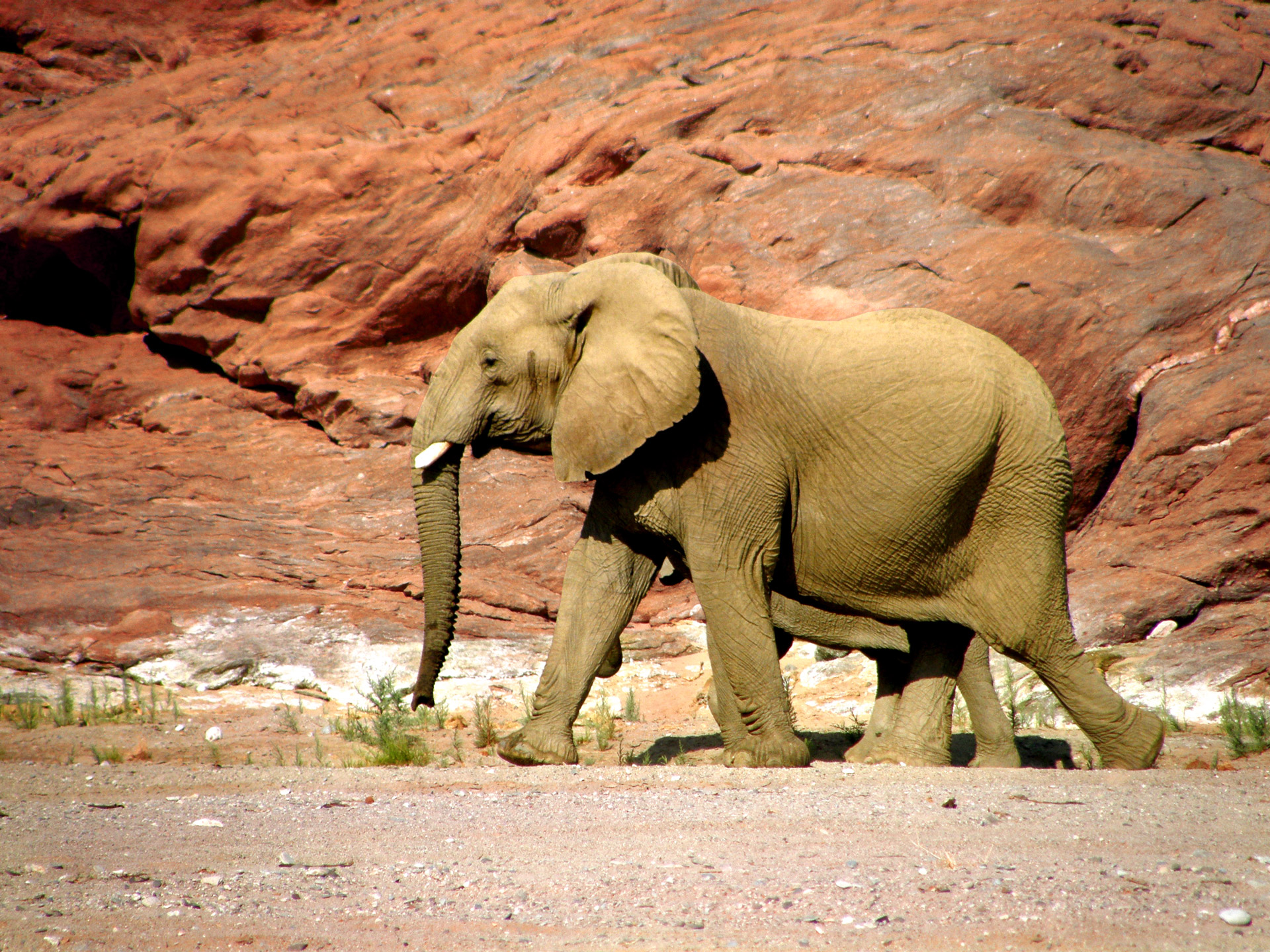 Free download high resolution image - free image free photo free stock image public domain picture -Pair of elephants walking along a rocky canyon in Namibia