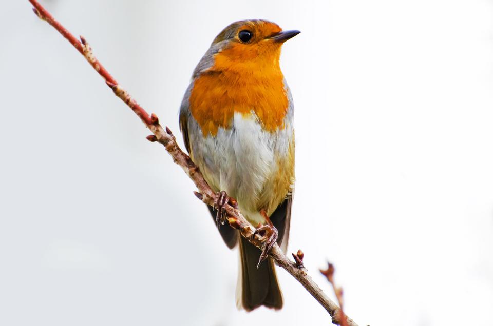 Free download high resolution image - free image free photo free stock image public domain picture  Red robin in the snow in winter