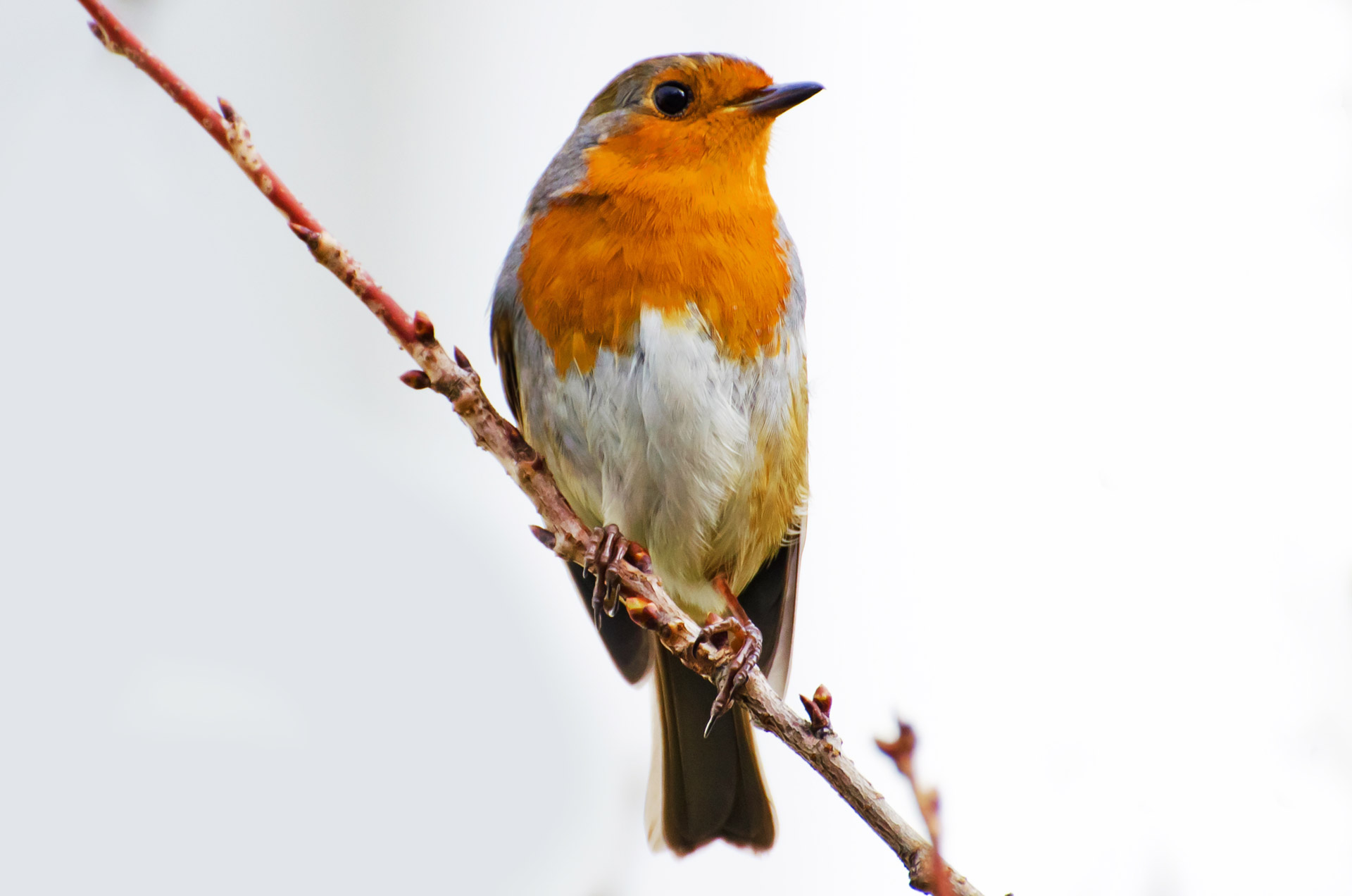 Free download high resolution image - free image free photo free stock image public domain picture -Red robin in the snow in winter