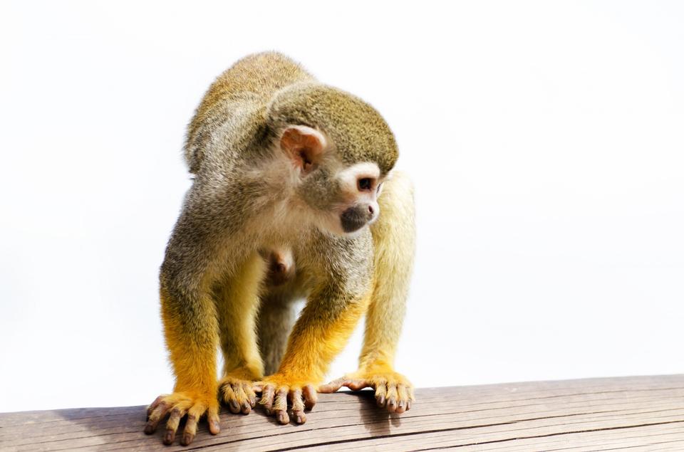 Free download high resolution image - free image free photo free stock image public domain picture  Squirrel monkey on the white background