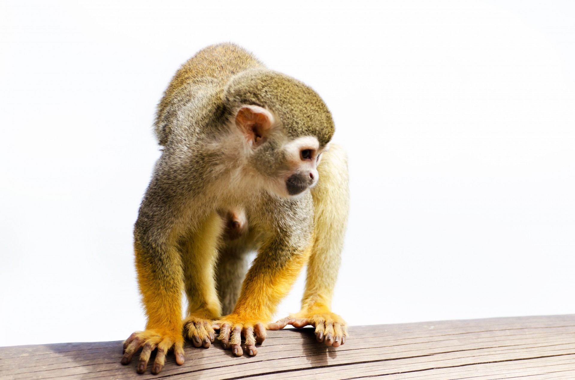 Free download high resolution image - free image free photo free stock image public domain picture -Squirrel monkey on the white background