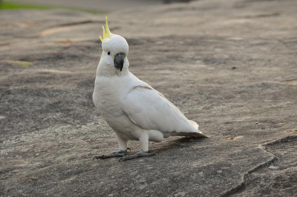 Free download high resolution image - free image free photo free stock image public domain picture  Umbrella Crested Cockatoo Perched on a Rock