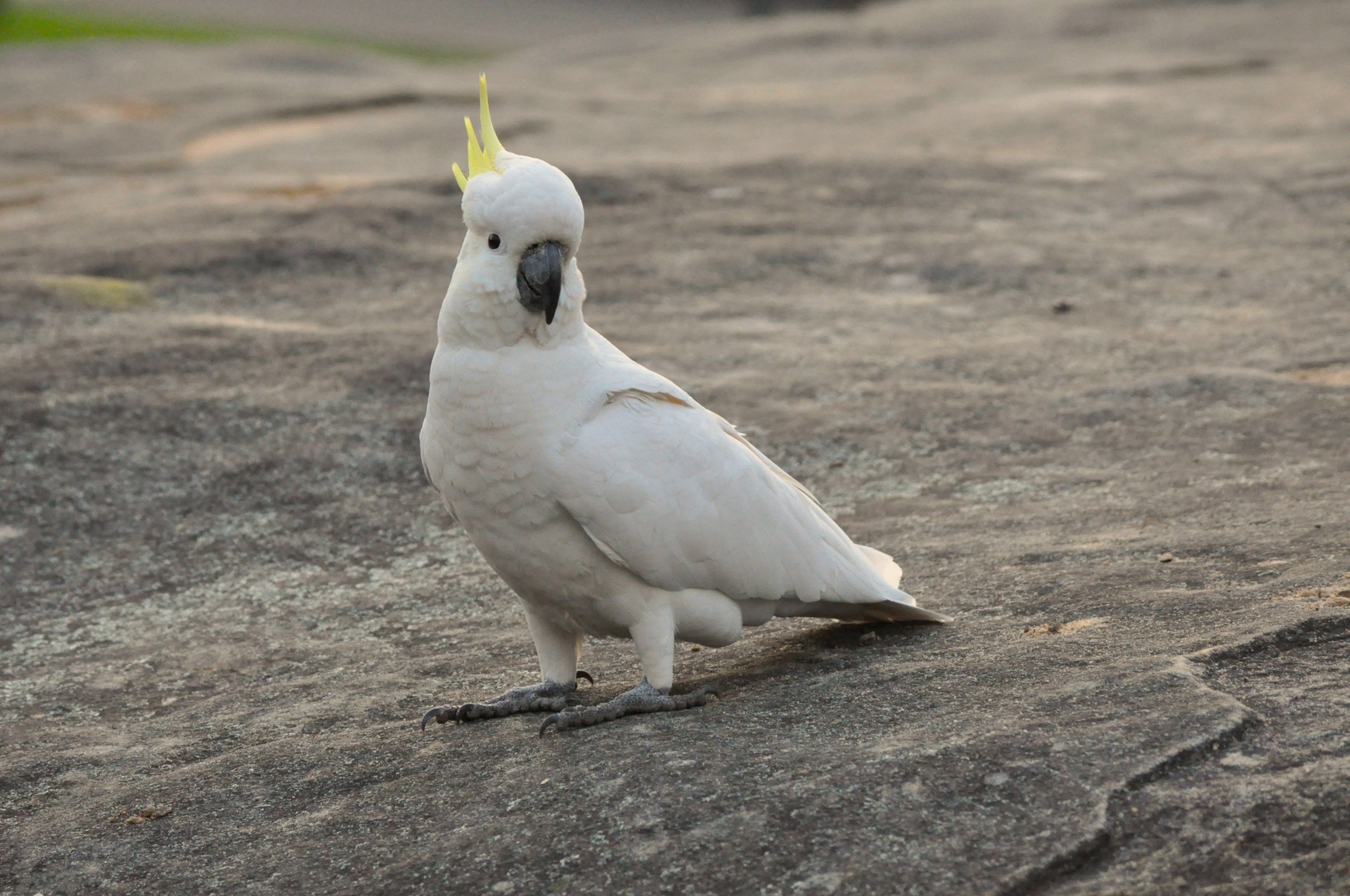 Free download high resolution image - free image free photo free stock image public domain picture -Umbrella Crested Cockatoo Perched on a Rock