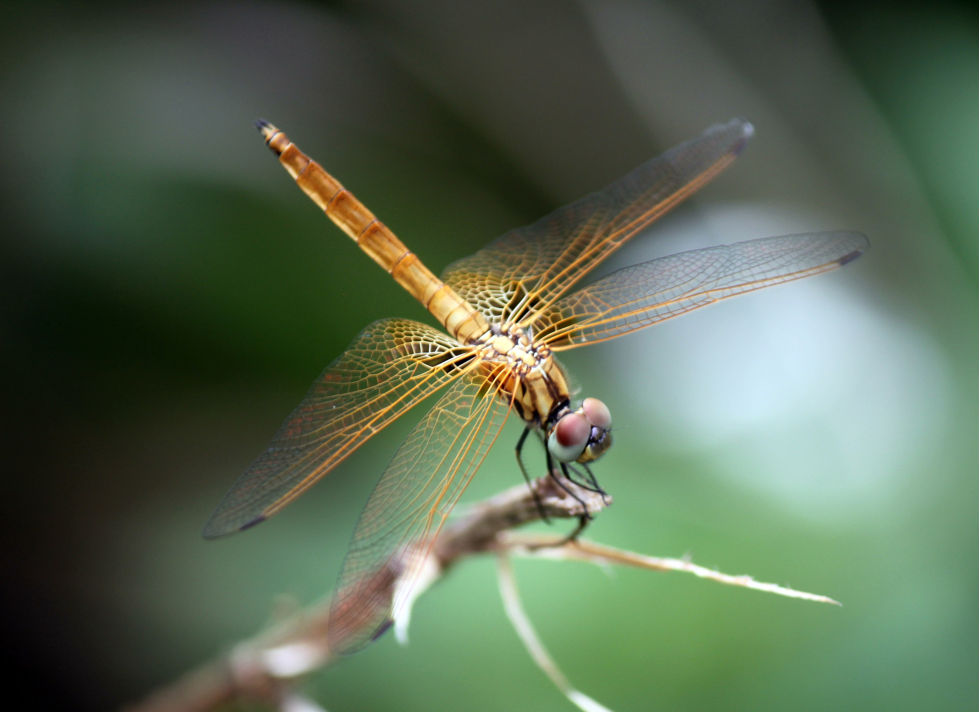 Free download high resolution image - free image free photo free stock image public domain picture -Dragonfly with beautiful wing