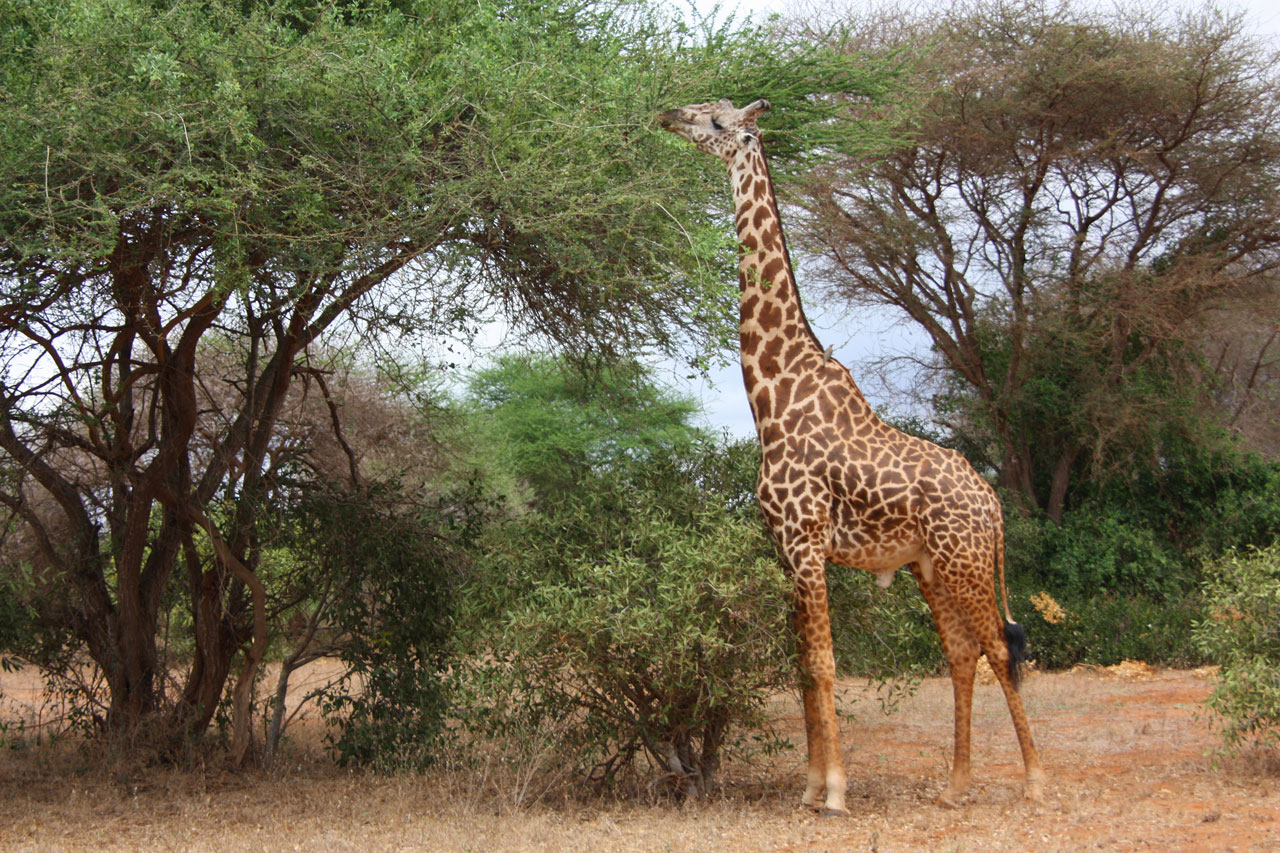 Free download high resolution image - free image free photo free stock image public domain picture -Young adult giraffe eating leaves