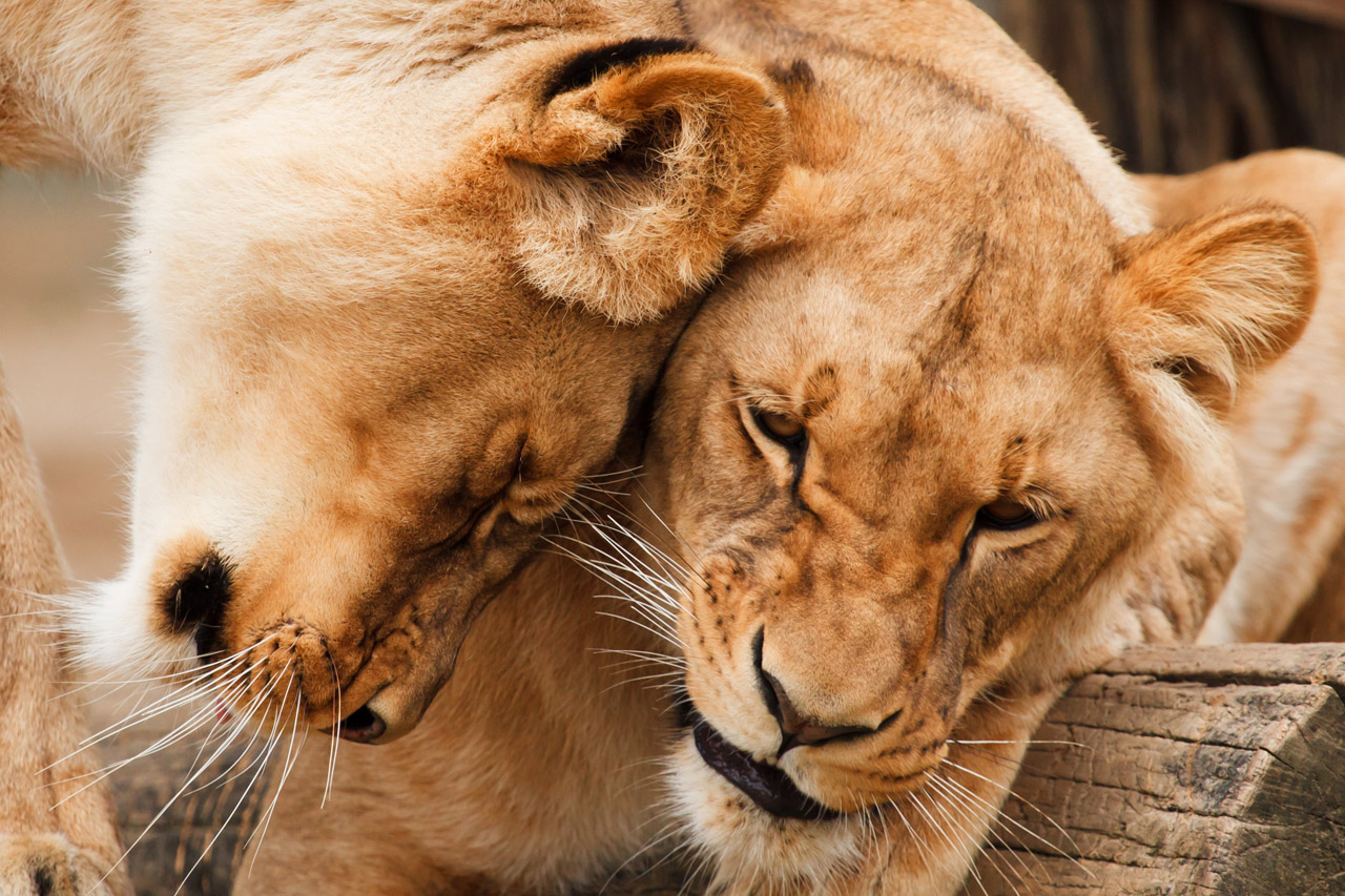 Free download high resolution image - free image free photo free stock image public domain picture -Young lion and two lionesses sharing a snooze