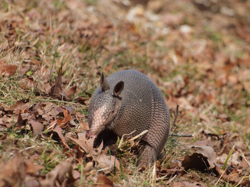 Free download high resolution image - free image free photo free stock image public domain picture  dasypus novemcinctus, nine-banded armadillo