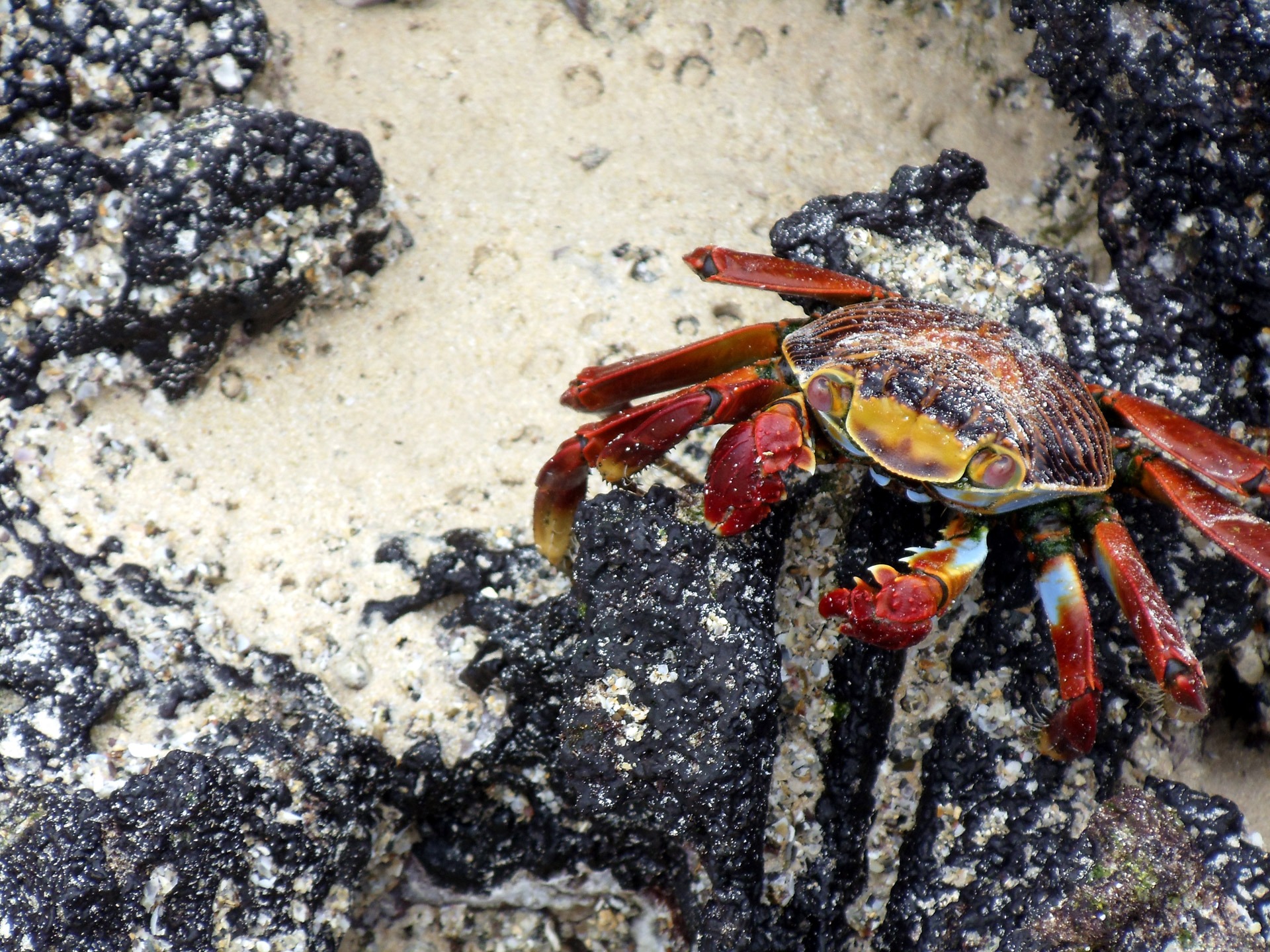 Free download high resolution image - free image free photo free stock image public domain picture -mature female Rainbow crab