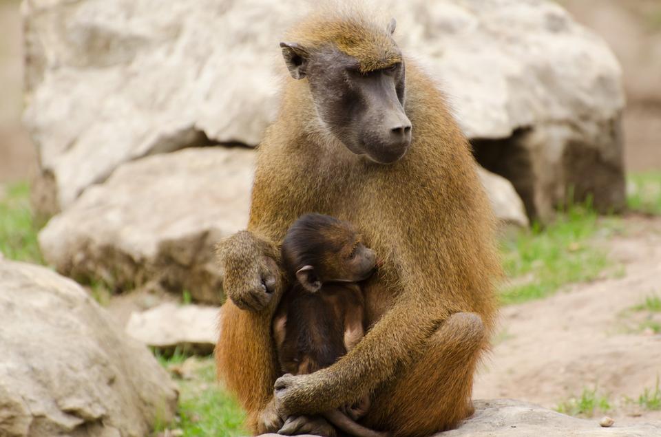 Free download high resolution image - free image free photo free stock image public domain picture  young olive baboons sitting on a stone