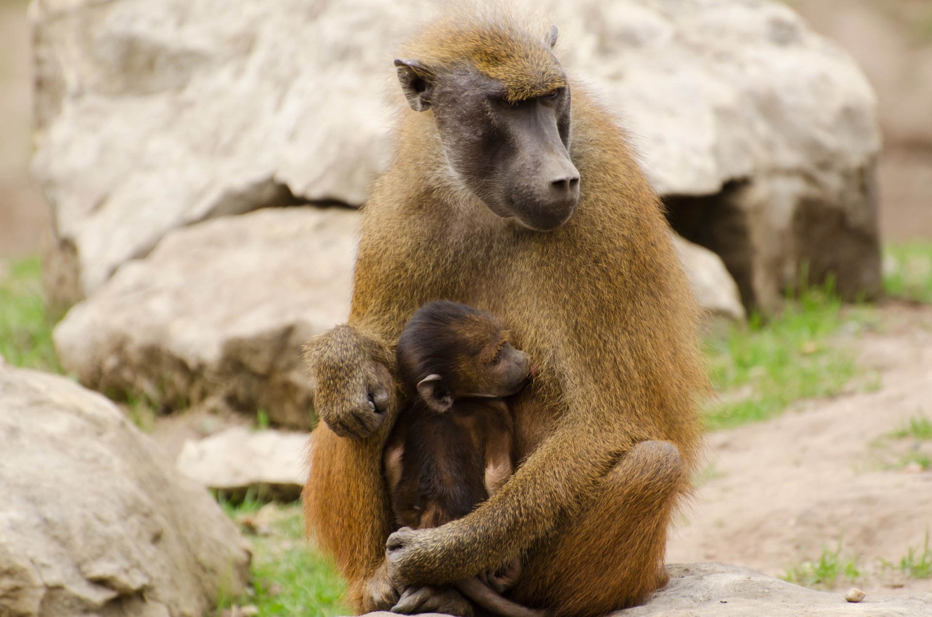 Free download high resolution image - free image free photo free stock image public domain picture -young olive baboons sitting on a stone