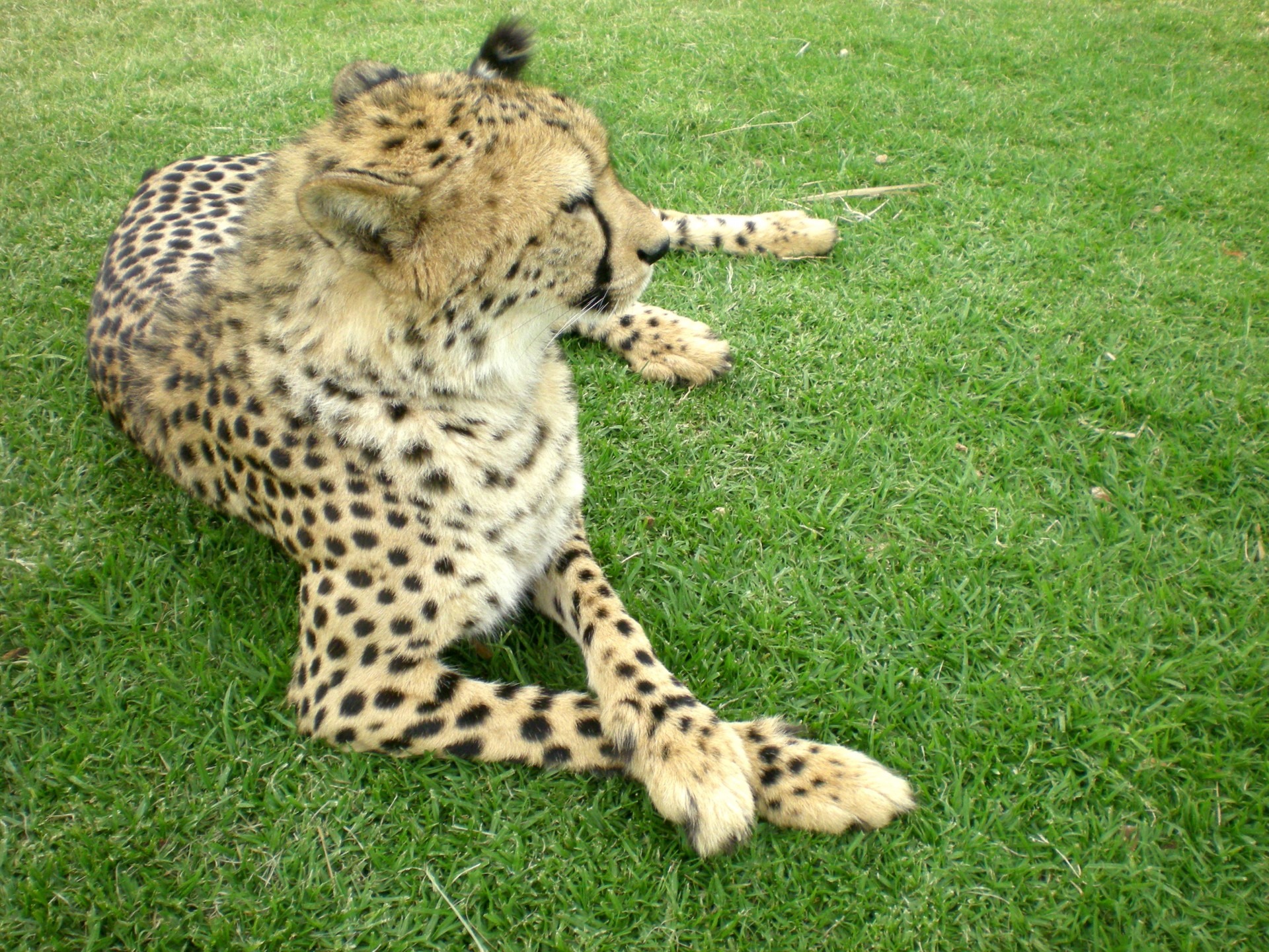 Free download high resolution image - free image free photo free stock image public domain picture -African Cheetah resting in nature