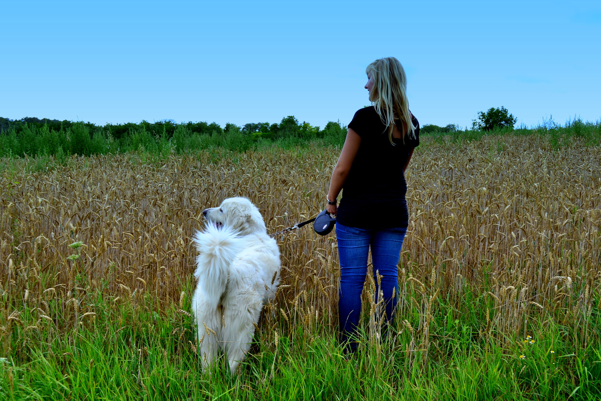 Free download high resolution image - free image free photo free stock image public domain picture -Elegant woman walking her big dog in the field