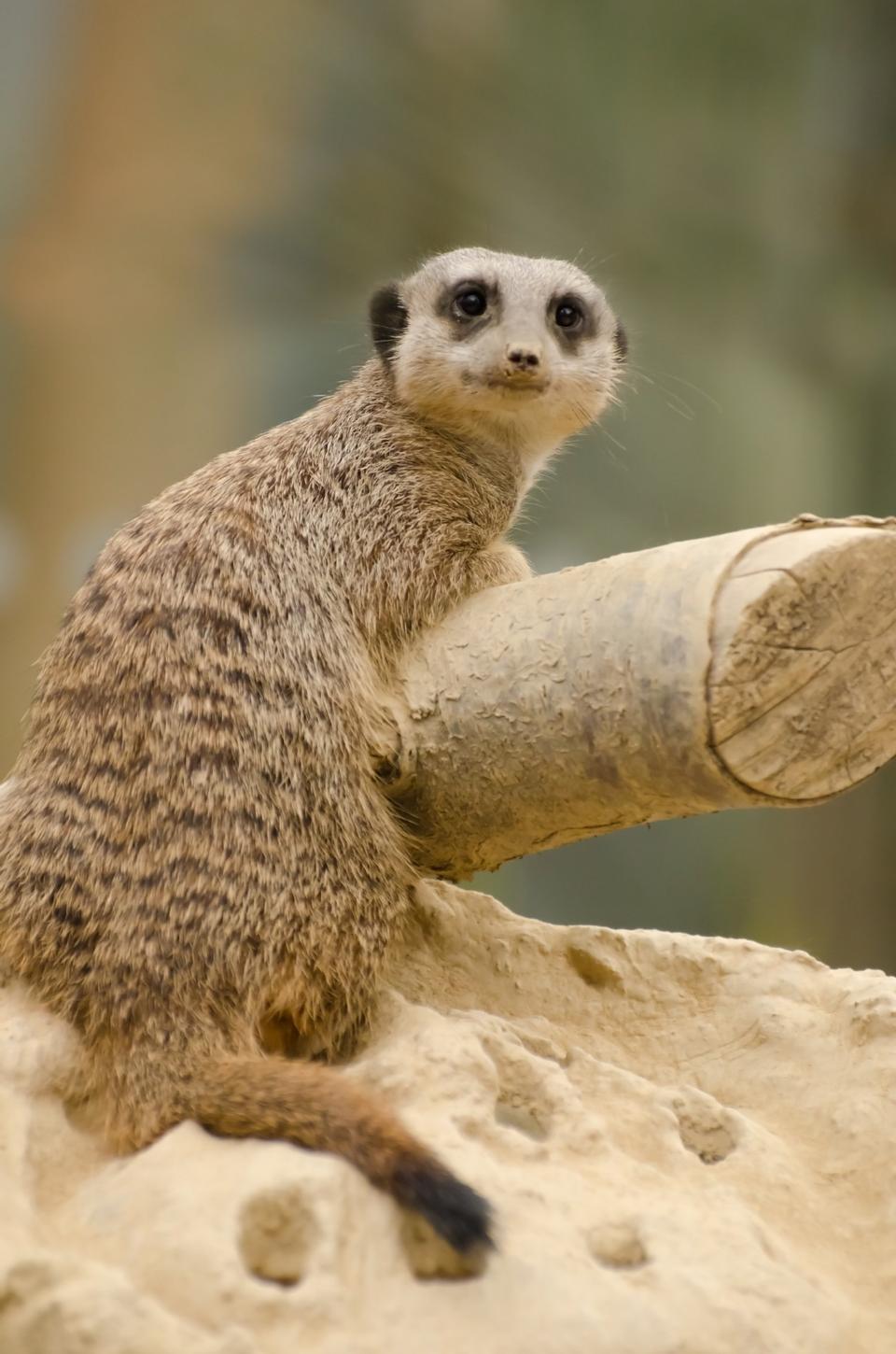 Free download high resolution image - free image free photo free stock image public domain picture  Meerkat looking up at the camera