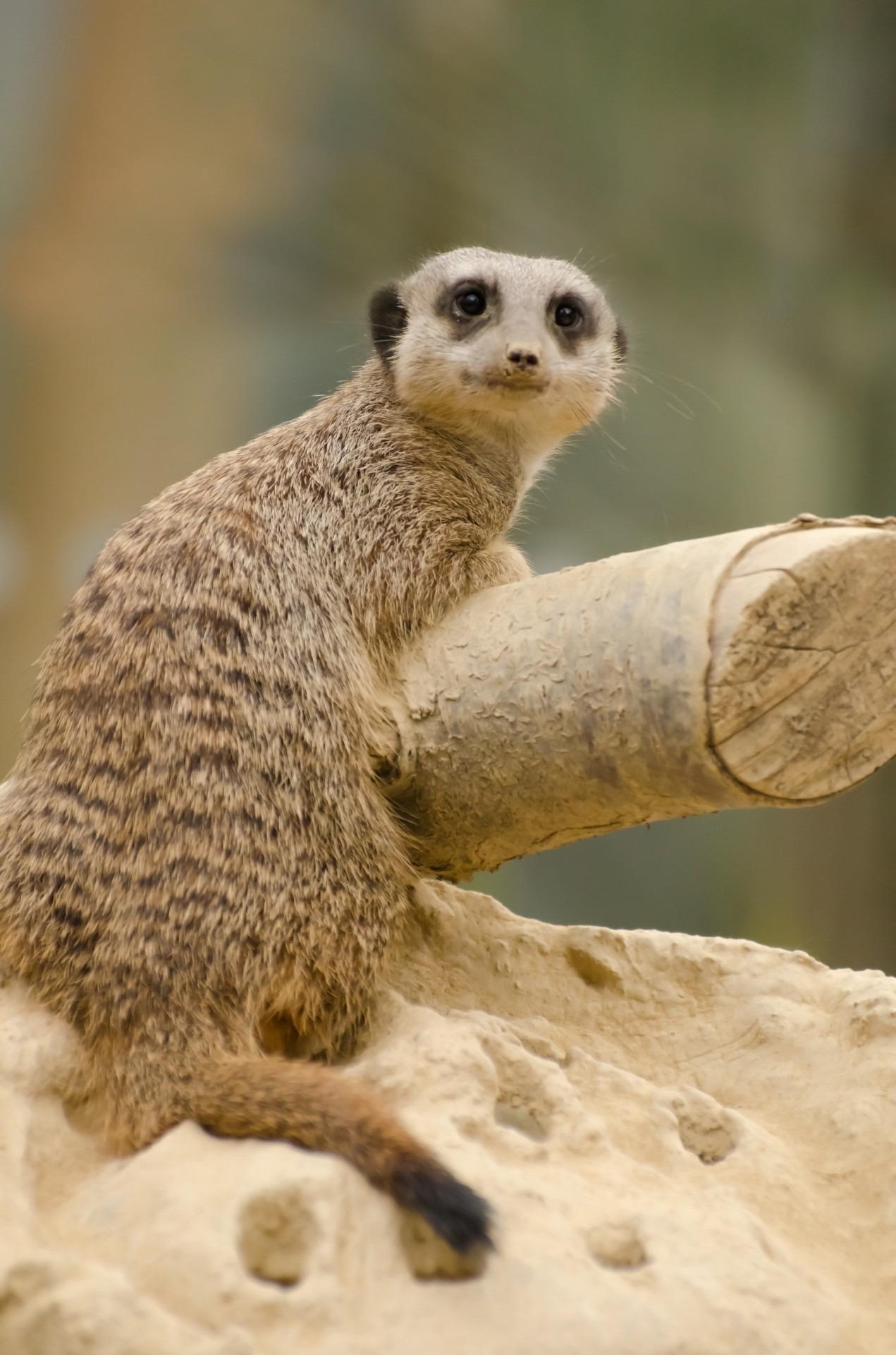 Free download high resolution image - free image free photo free stock image public domain picture -Meerkat looking up at the camera