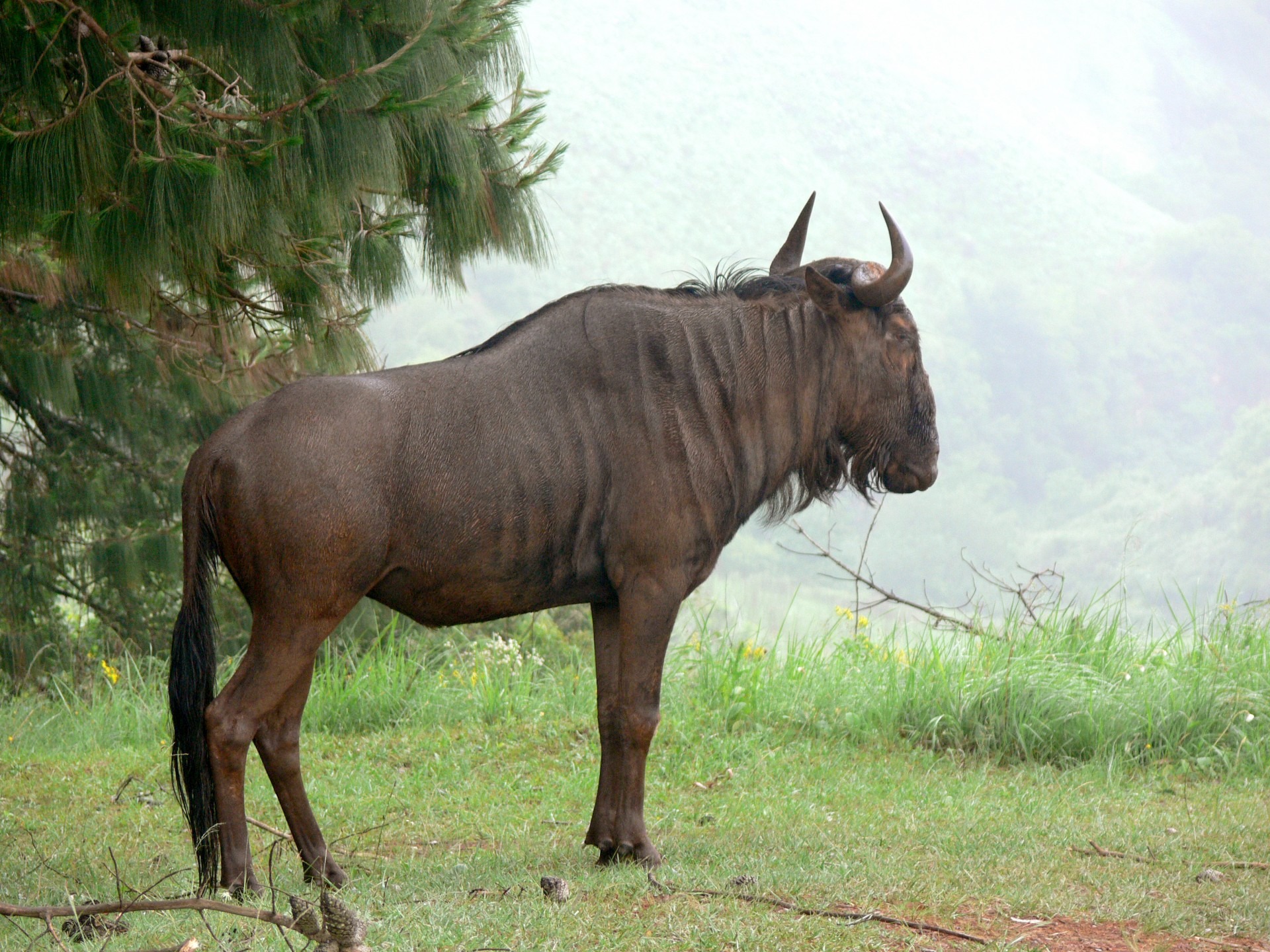 Free download high resolution image - free image free photo free stock image public domain picture -The wildebeests in the Crater Ngorongoro National Park