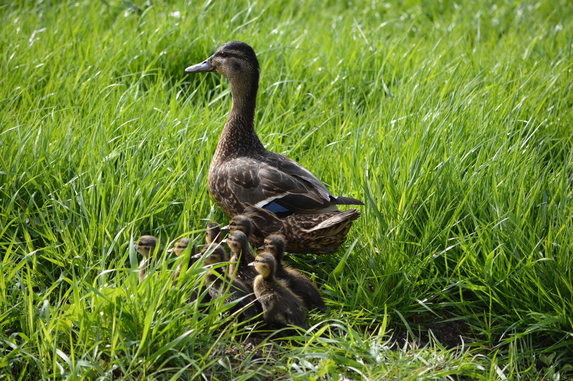 Free download high resolution image - free image free photo free stock image public domain picture -duck with ducklings.walk