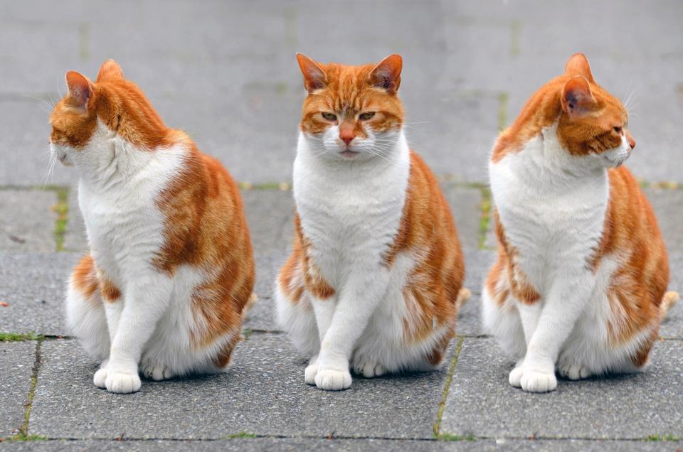 Free download high resolution image - free image free photo free stock image public domain picture  three cute red kitten