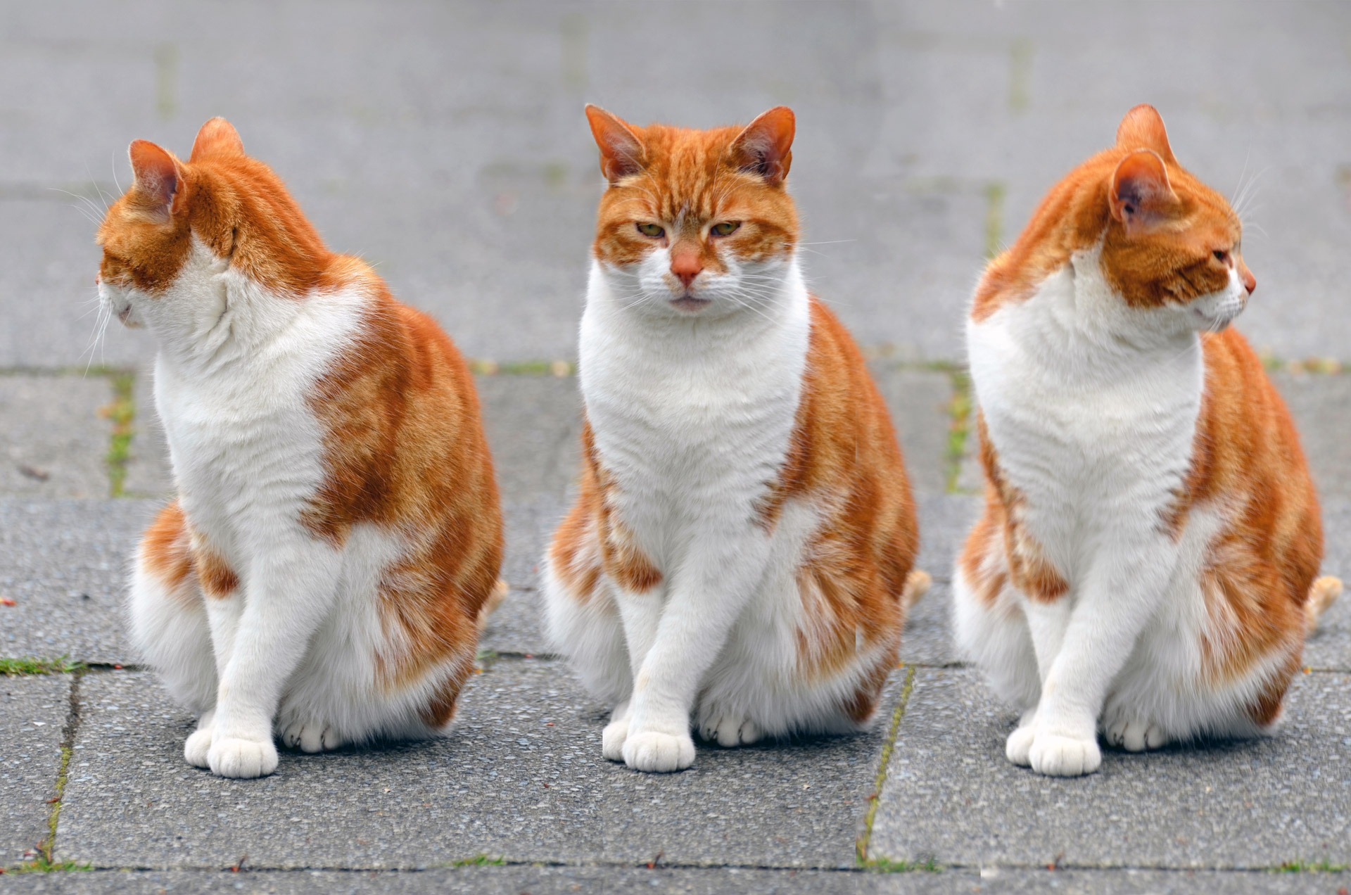 Free download high resolution image - free image free photo free stock image public domain picture -three cute red kitten