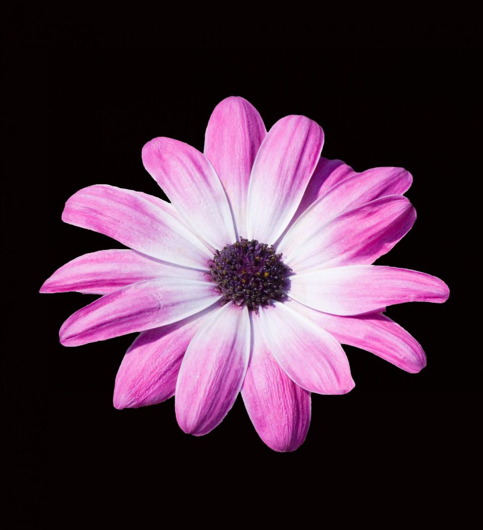 Free download high resolution image - free image free photo free stock image public domain picture  Beautiful purple, pink daisy flower isolated on black background