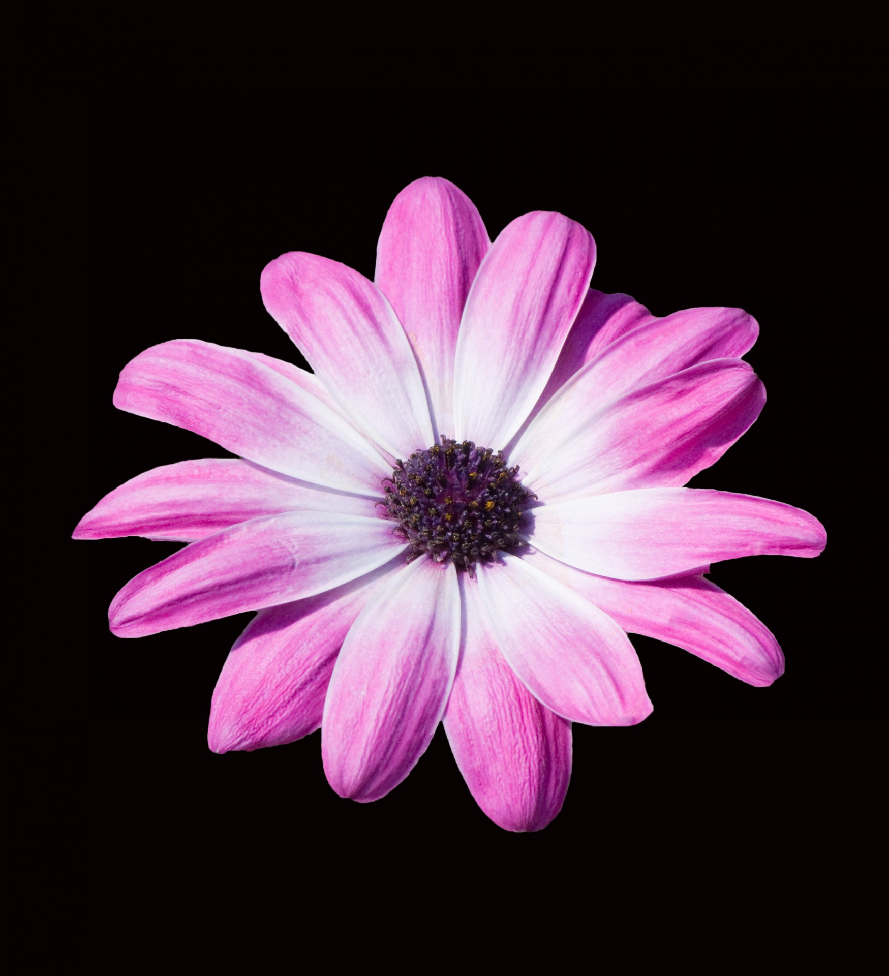 Free download high resolution image - free image free photo free stock image public domain picture -Beautiful purple, pink daisy flower isolated on black background